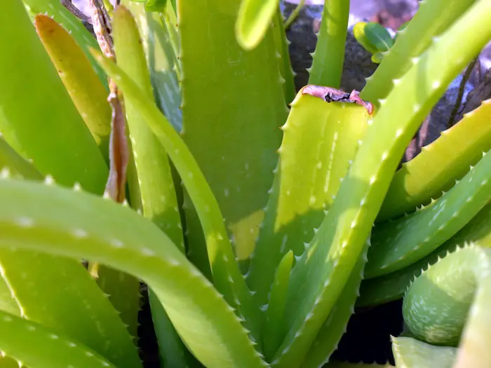 Aloe Vera plant