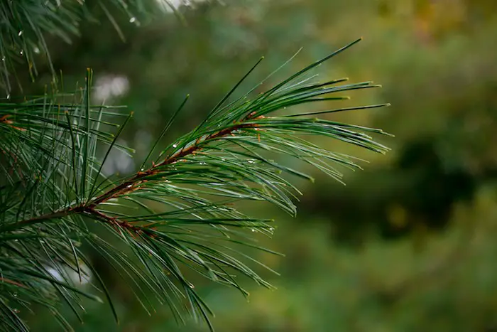 Pine-Needles