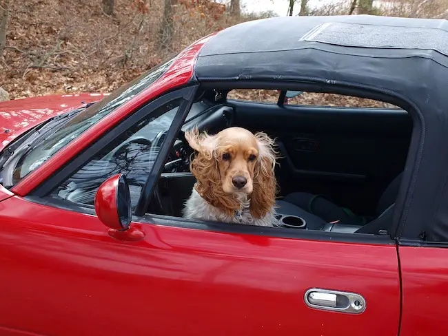 9 Ways to Get Dog Hair Out of Car Seats